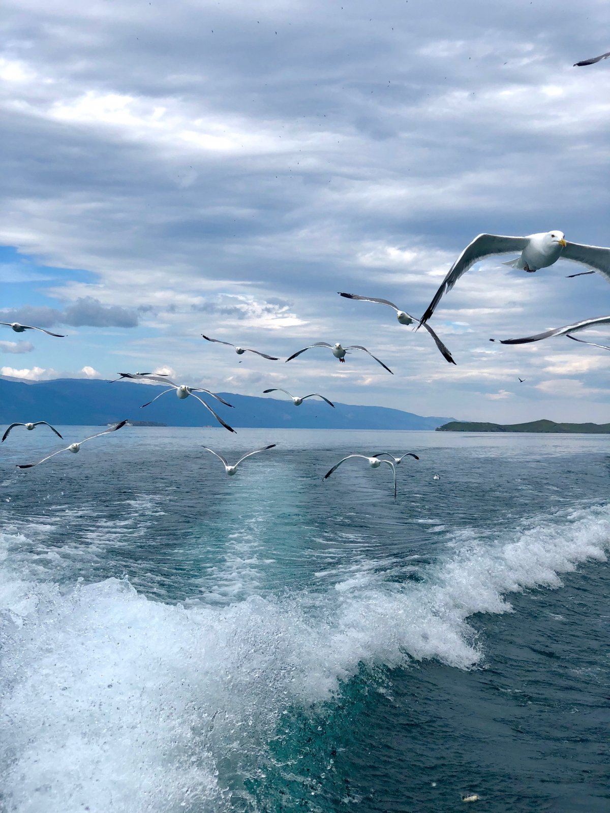 Птицы Байкала полосатый