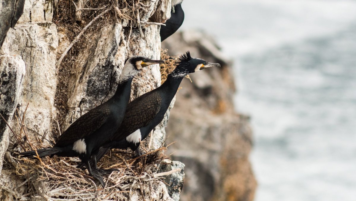 Бакланы птицы на Байкале