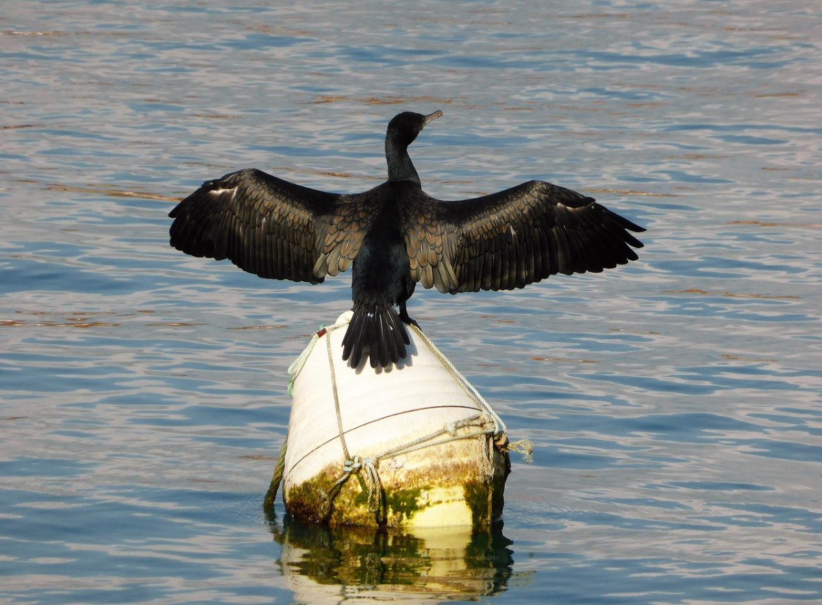 Большой Баклан на Байкале