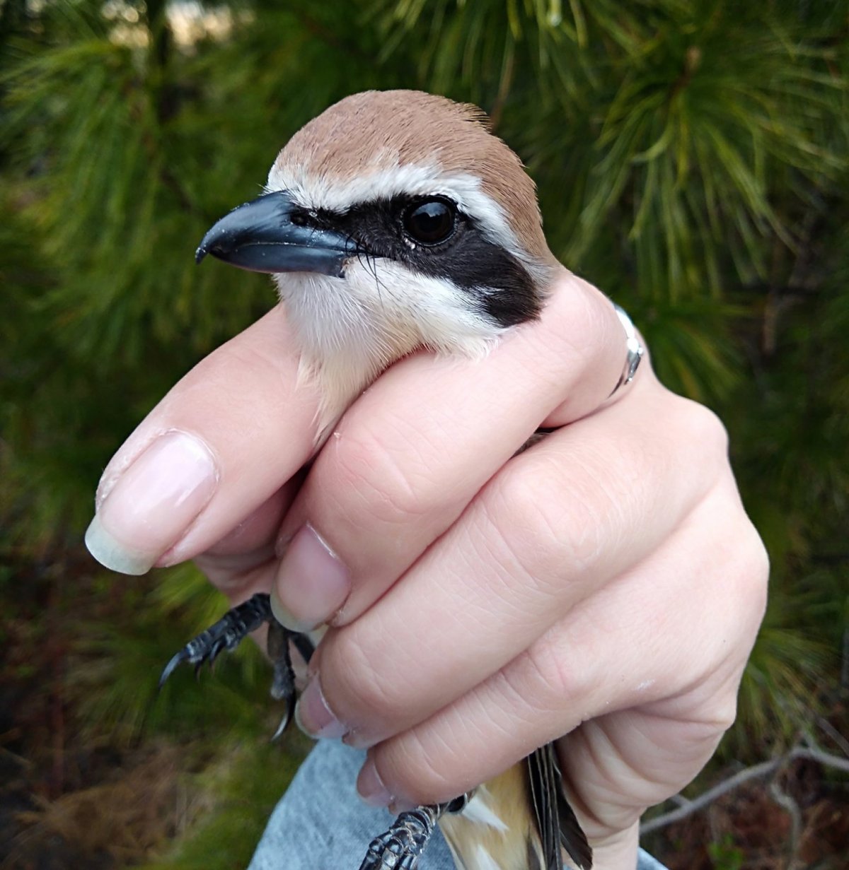 Птицы Байкала Чайка