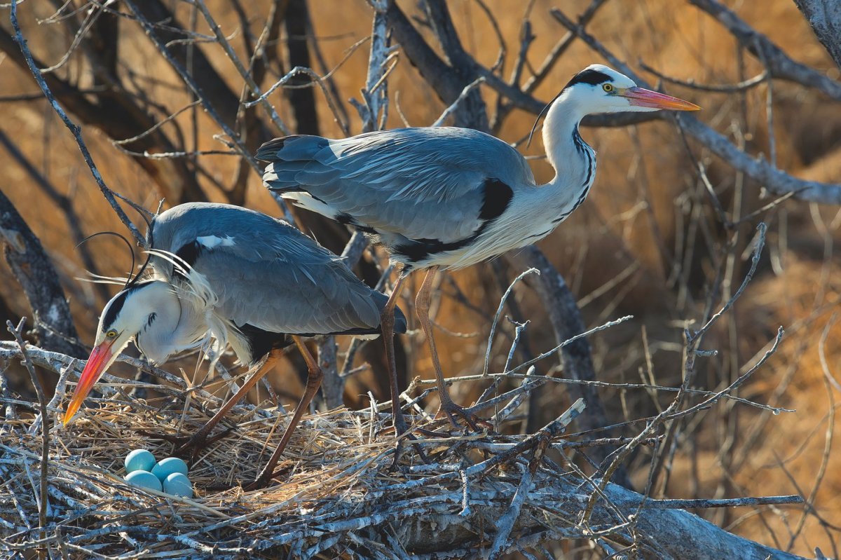 Озеро Байкал фауна