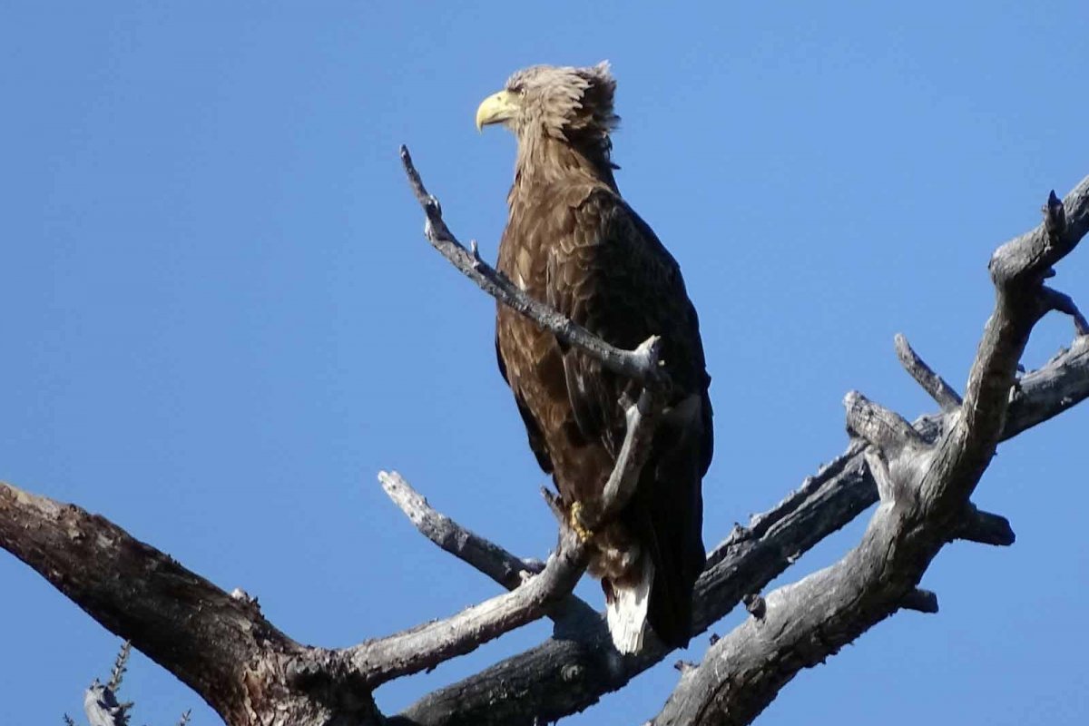 Кулик Байкал