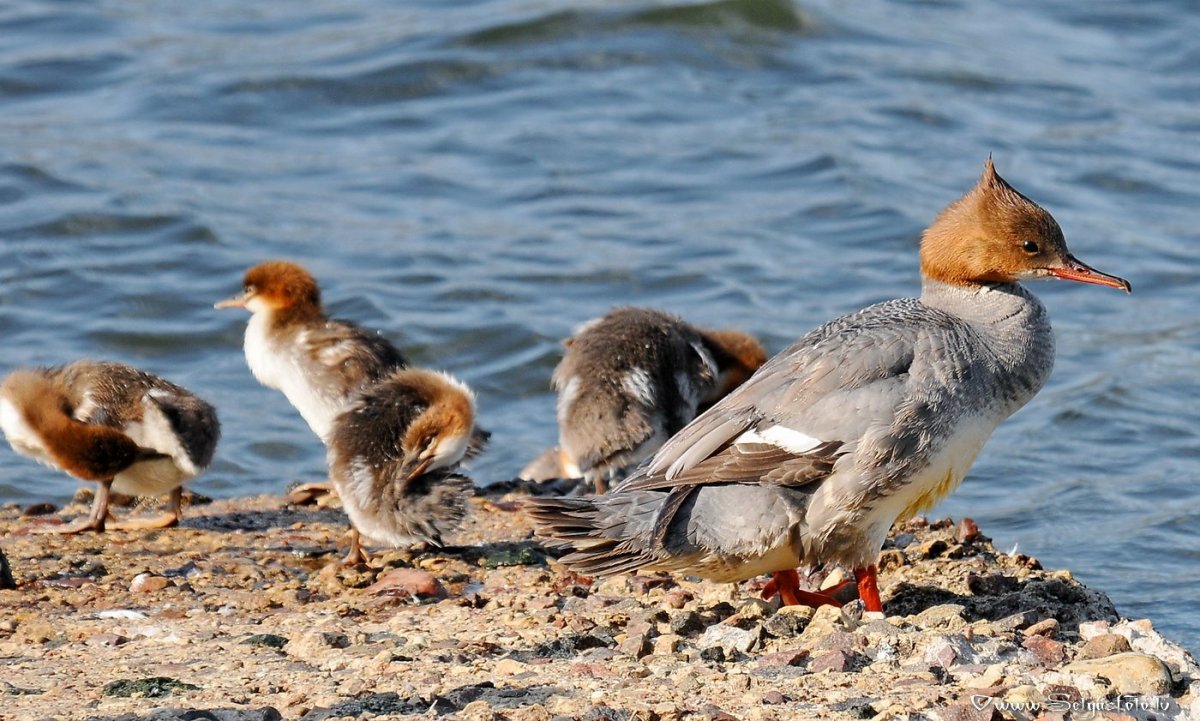 Птицы Камчатки
