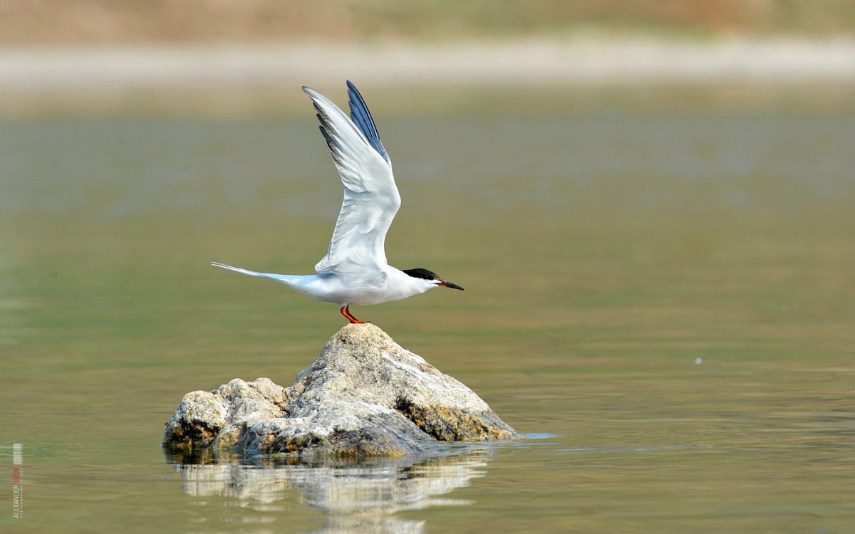 Орнитофауна Байкала