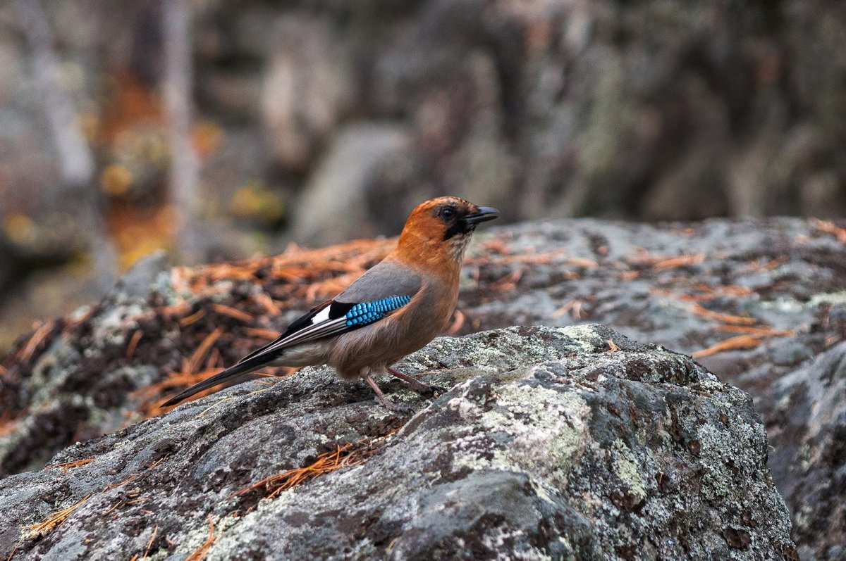 Байкальский биосферный заповедник птицы