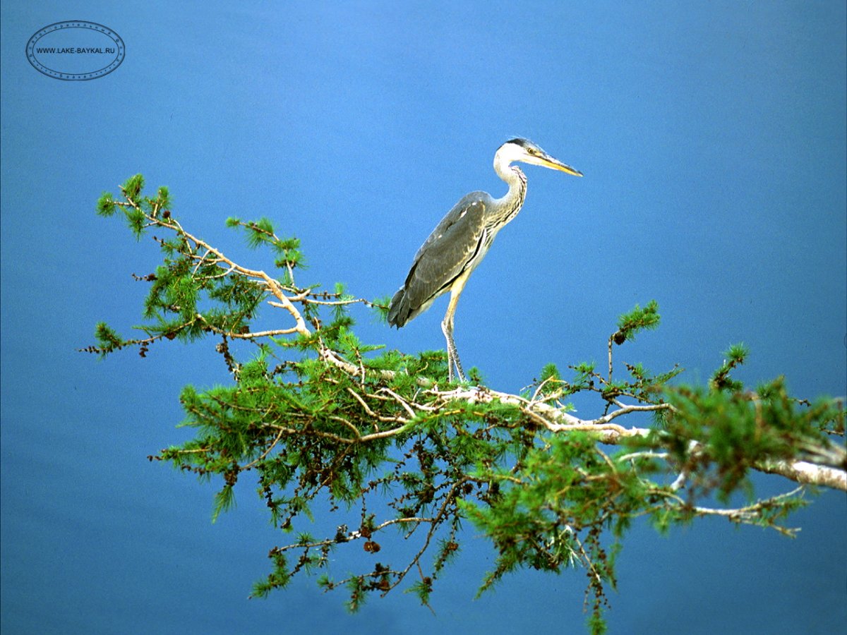 Сизая горихвостка