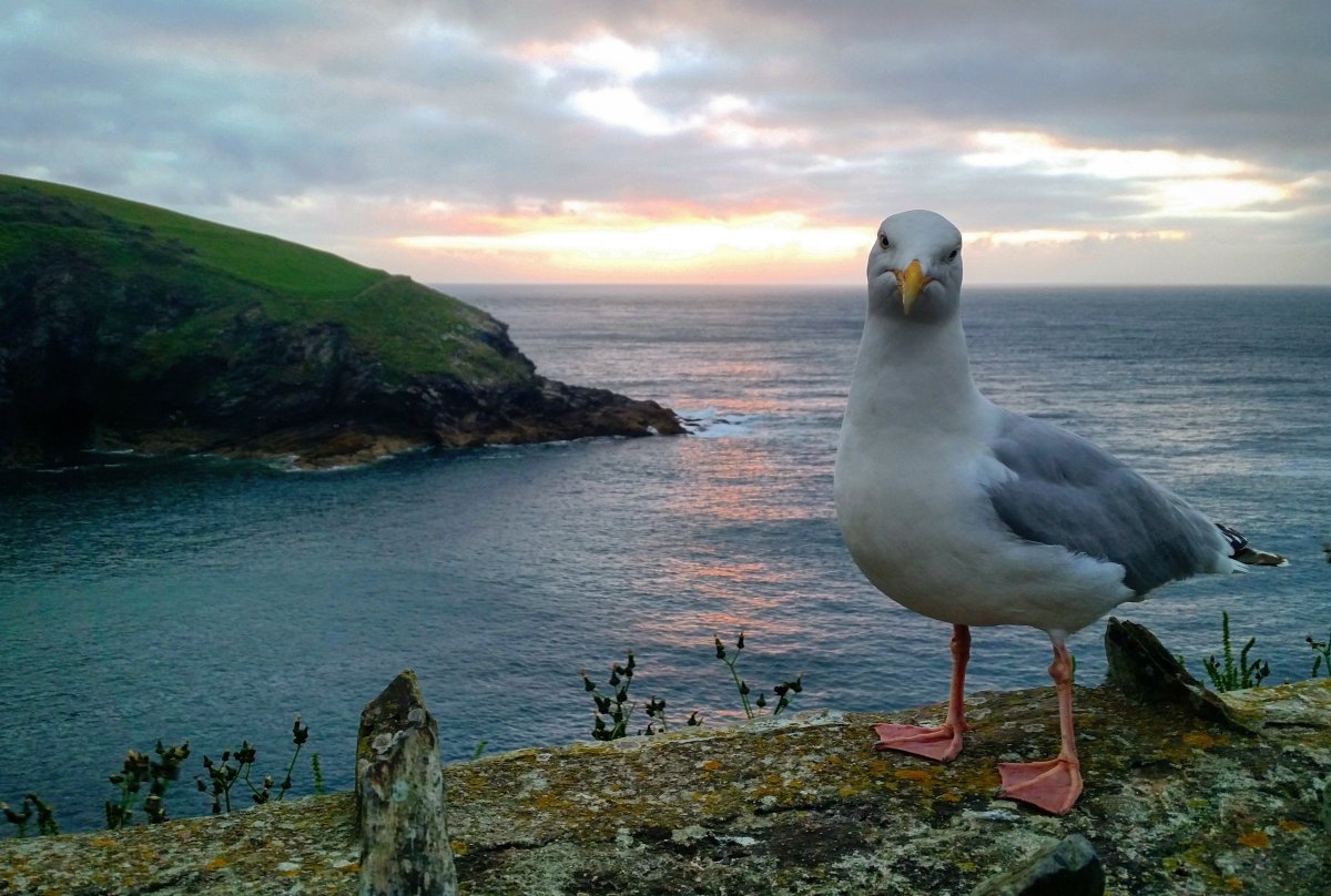 Береговые птицы