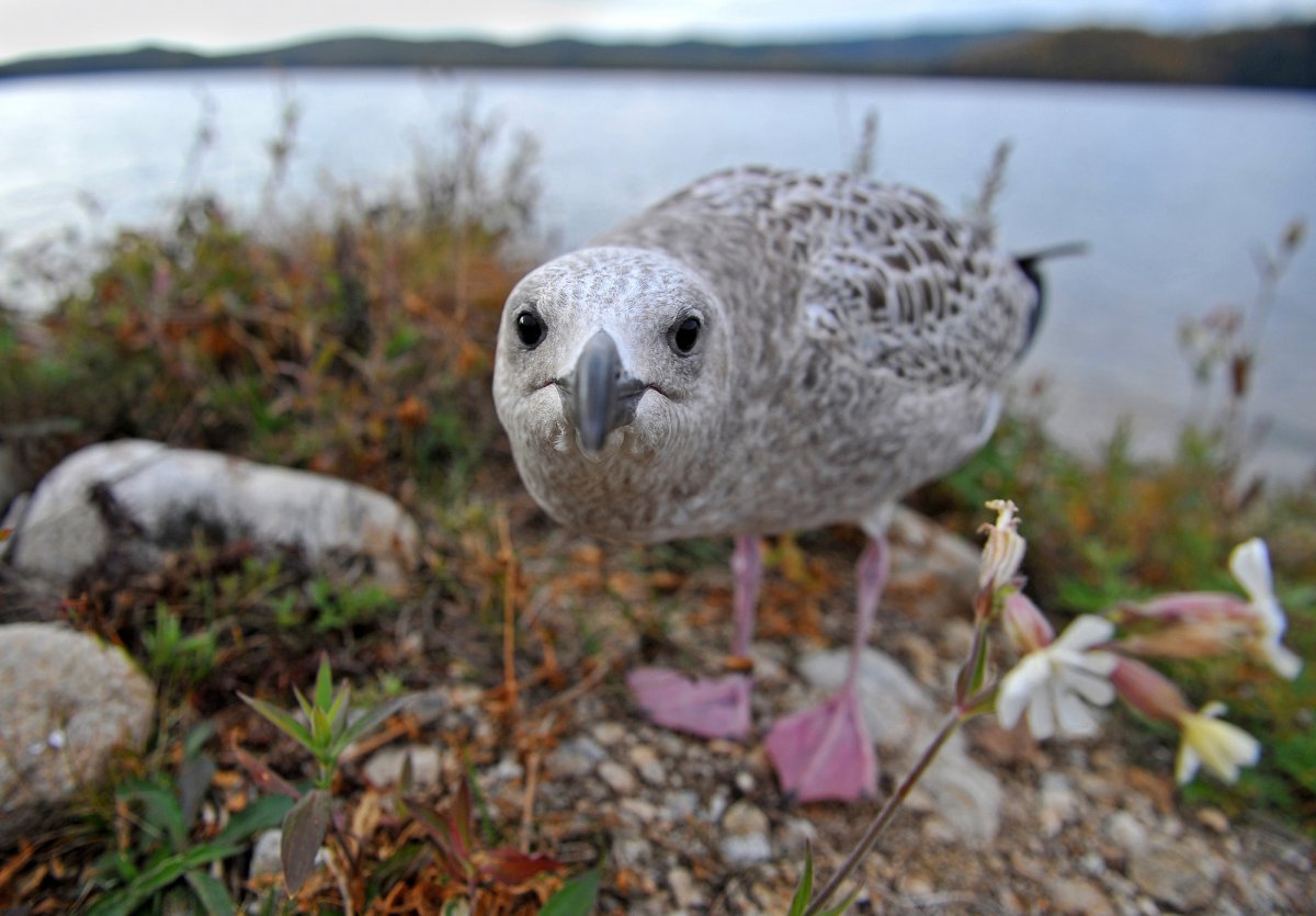 Фауна Забайкальского национального парка