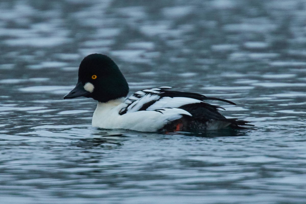 Кольцевание птиц в заповеднике