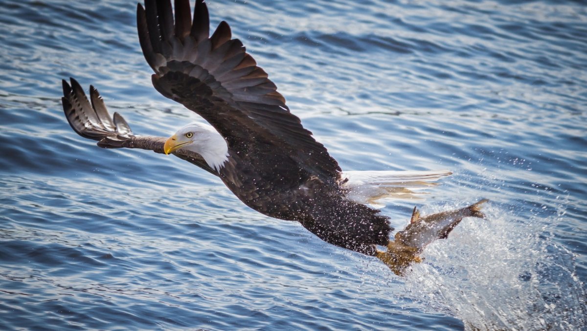 Белоголовый Орлан Байкал