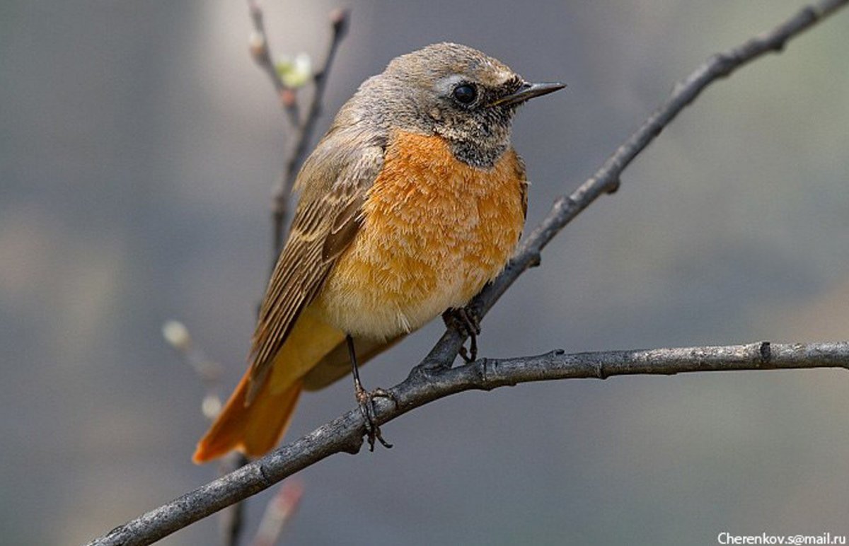 Лапландский биосферный заповедник птица горихвостка
