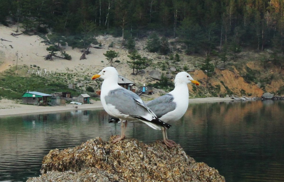Птицы Байкала для детей