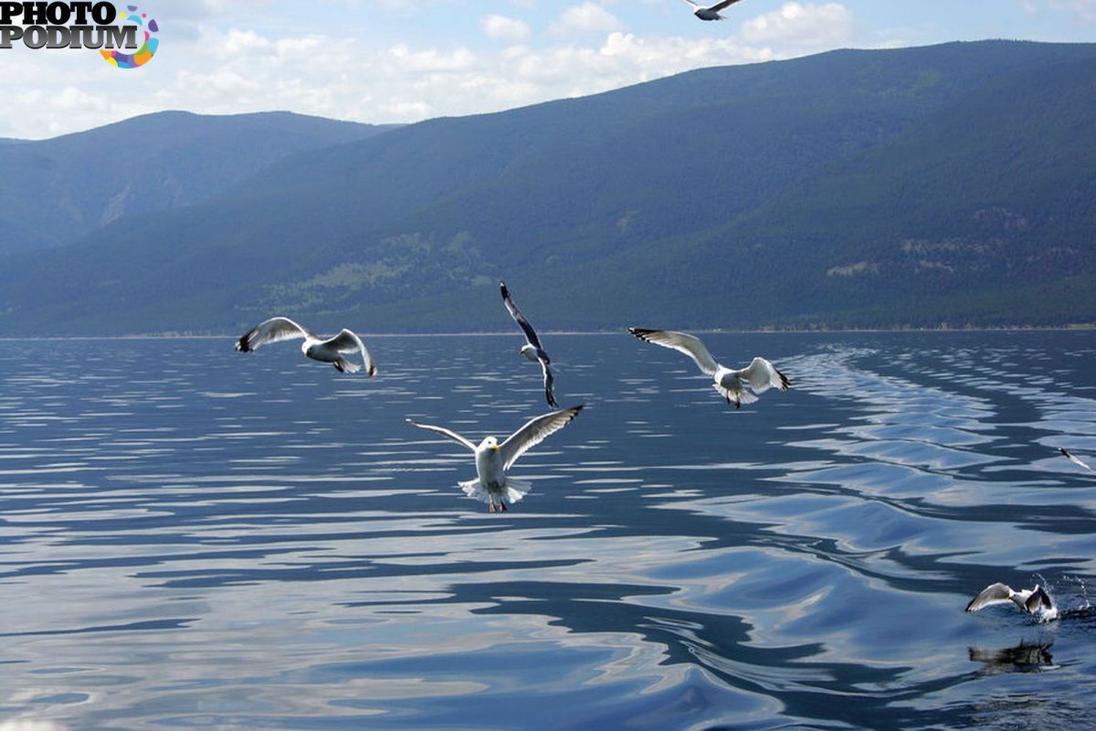 Чайки в Листвянке на Байкале