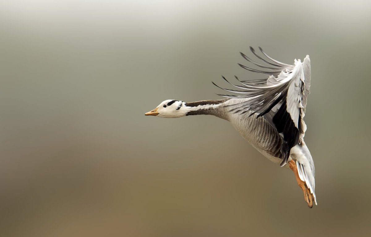 Черныш птица в полете