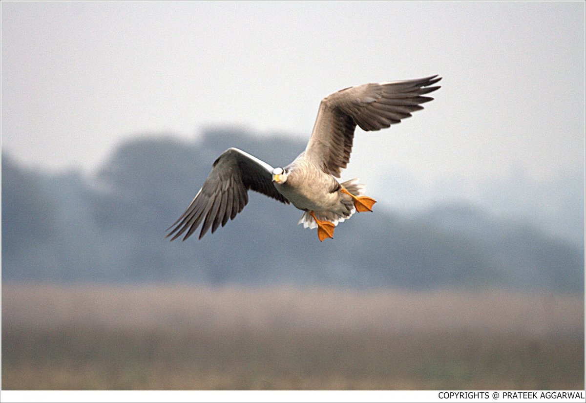 Птица летит вперед