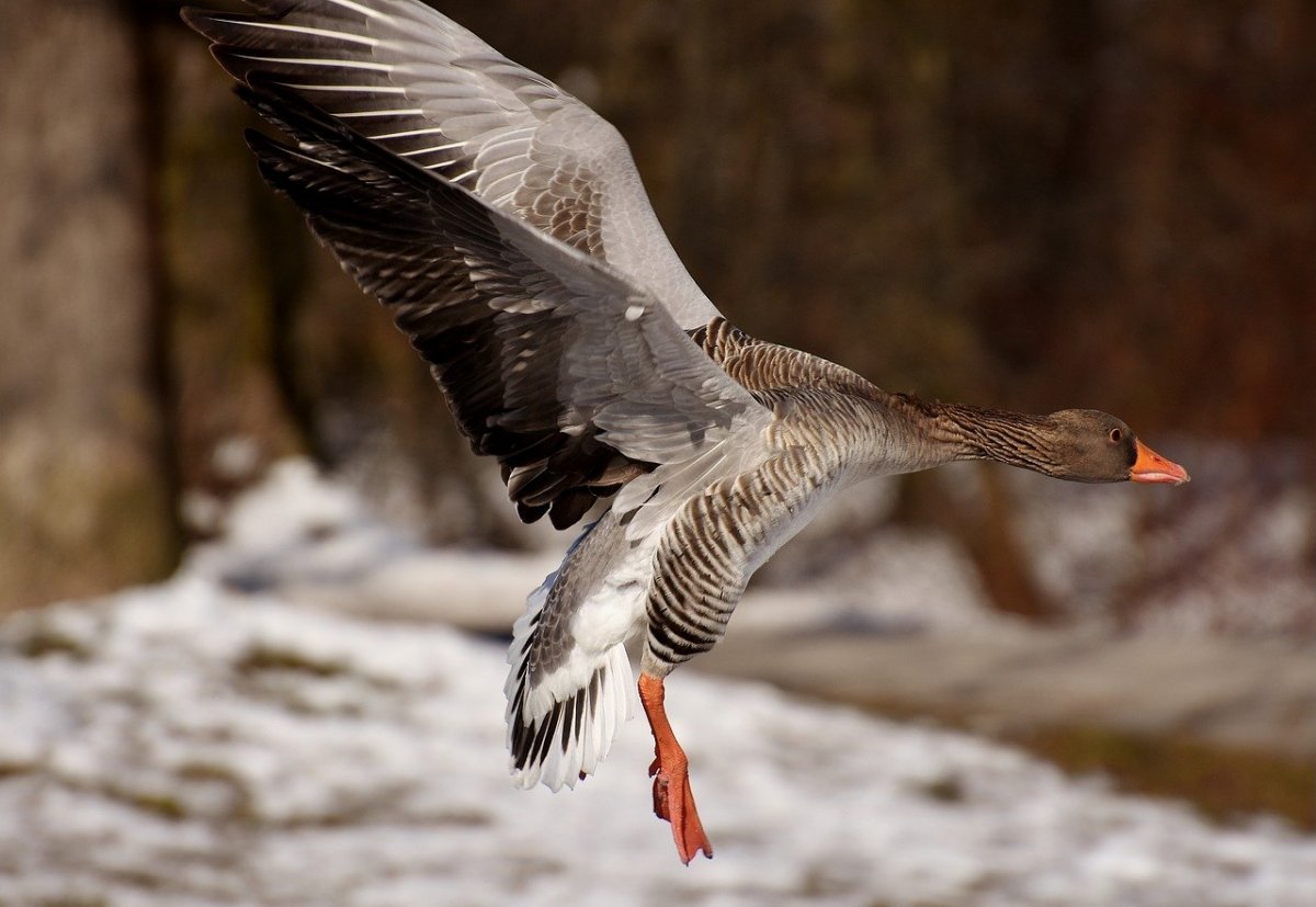 Гусь взлетает