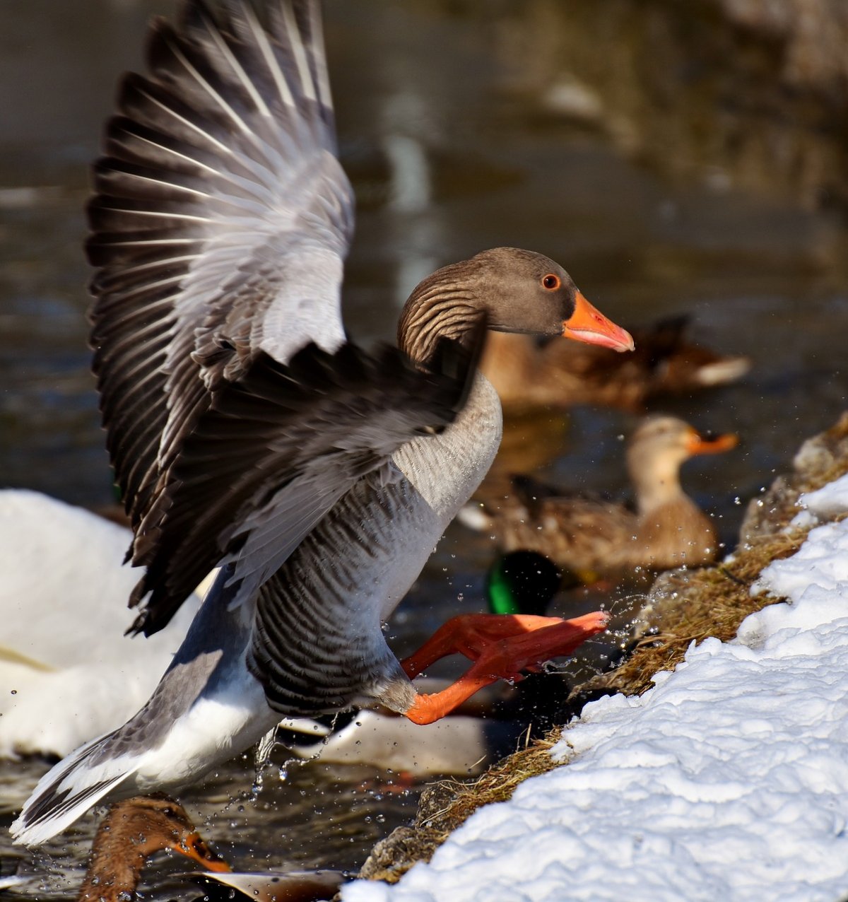 Гусь Перелетная птица