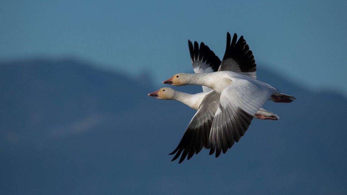 ОКБ сухого летают Дикие птицы