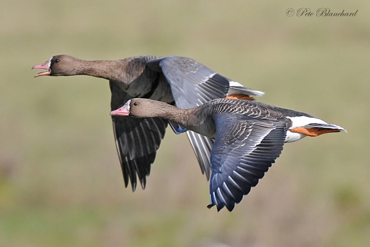 Гусь в полете