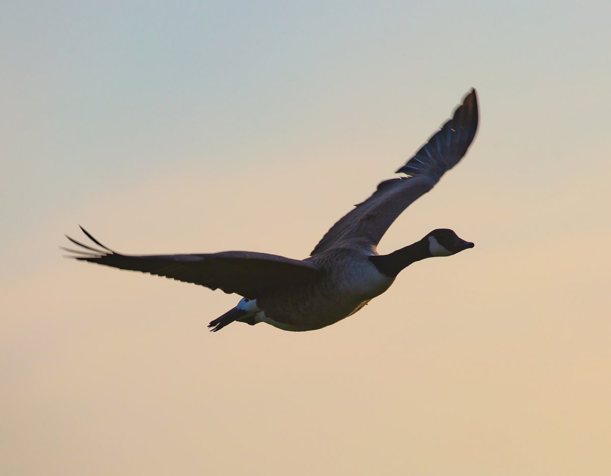 Перелетные гуси фото