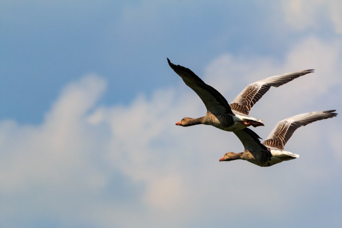 Приезд на «птичий полет», фотосессия,