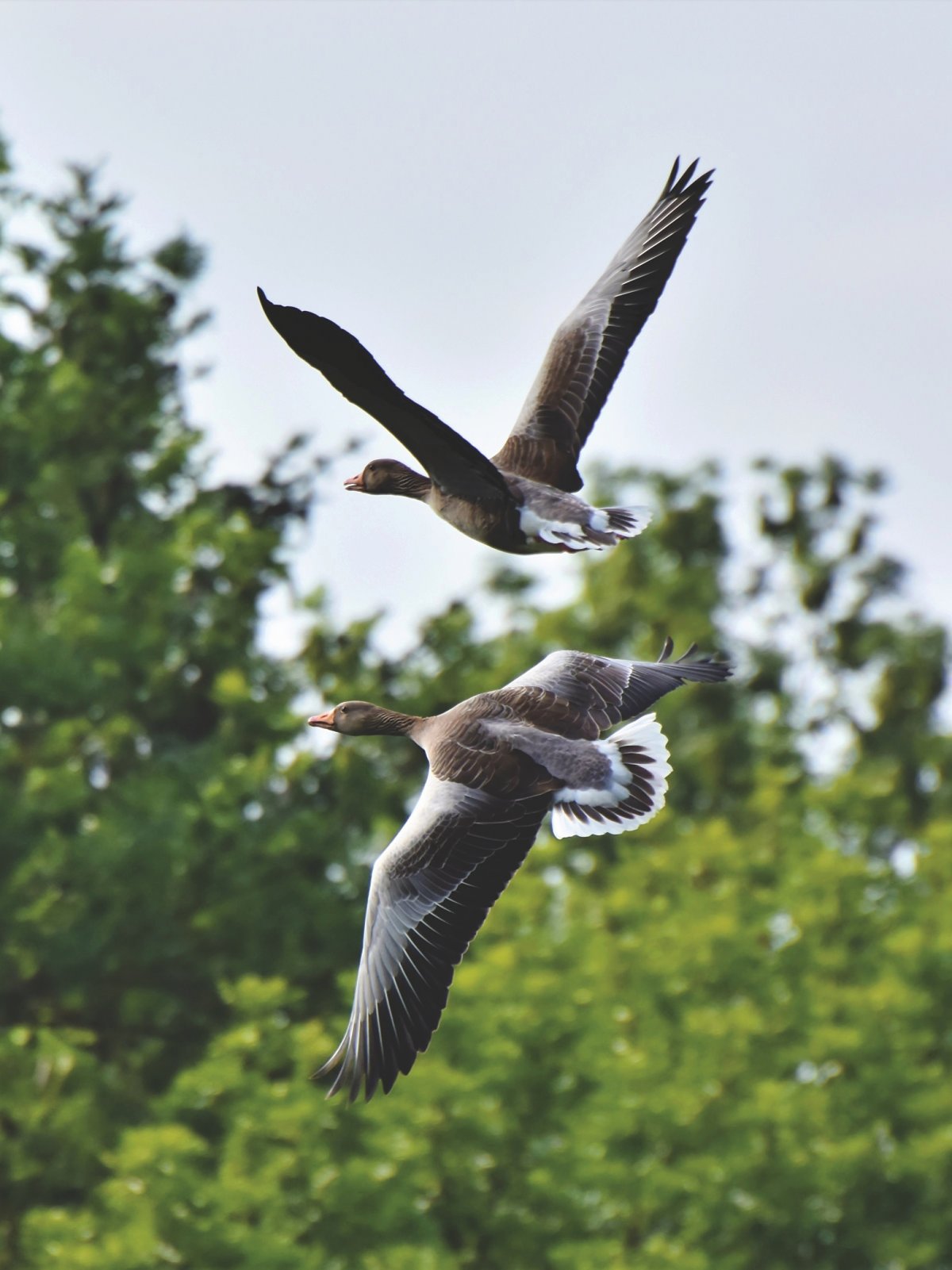 Дикий белый Гусь