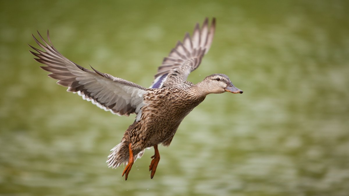 Лебеди летят