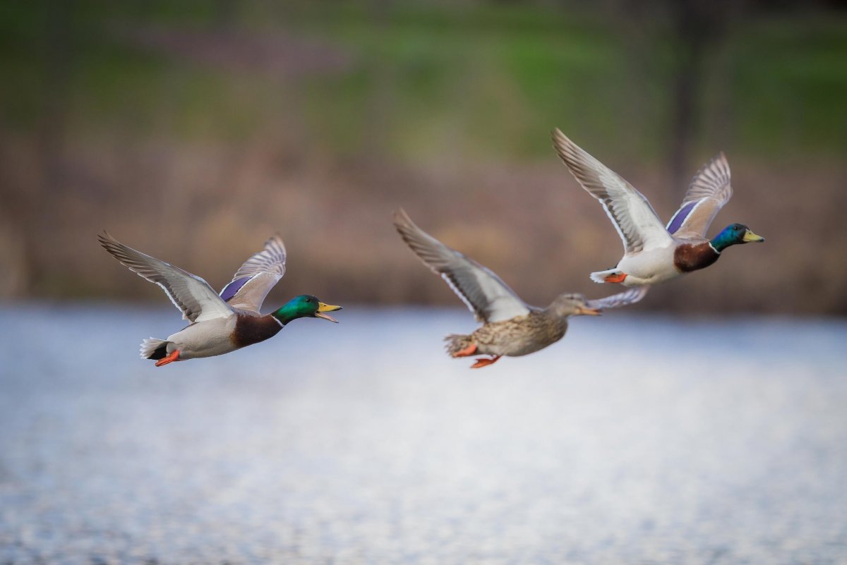 Утка на взлете поза фото