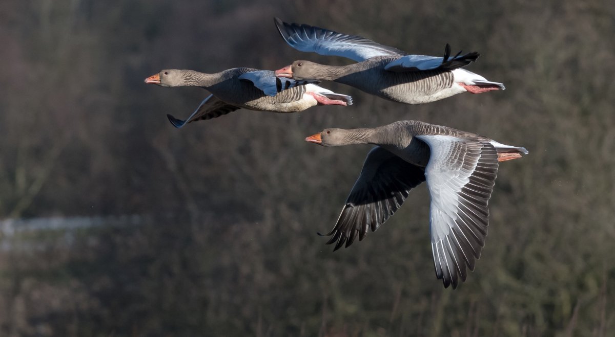 Дикие гуси в полёте
