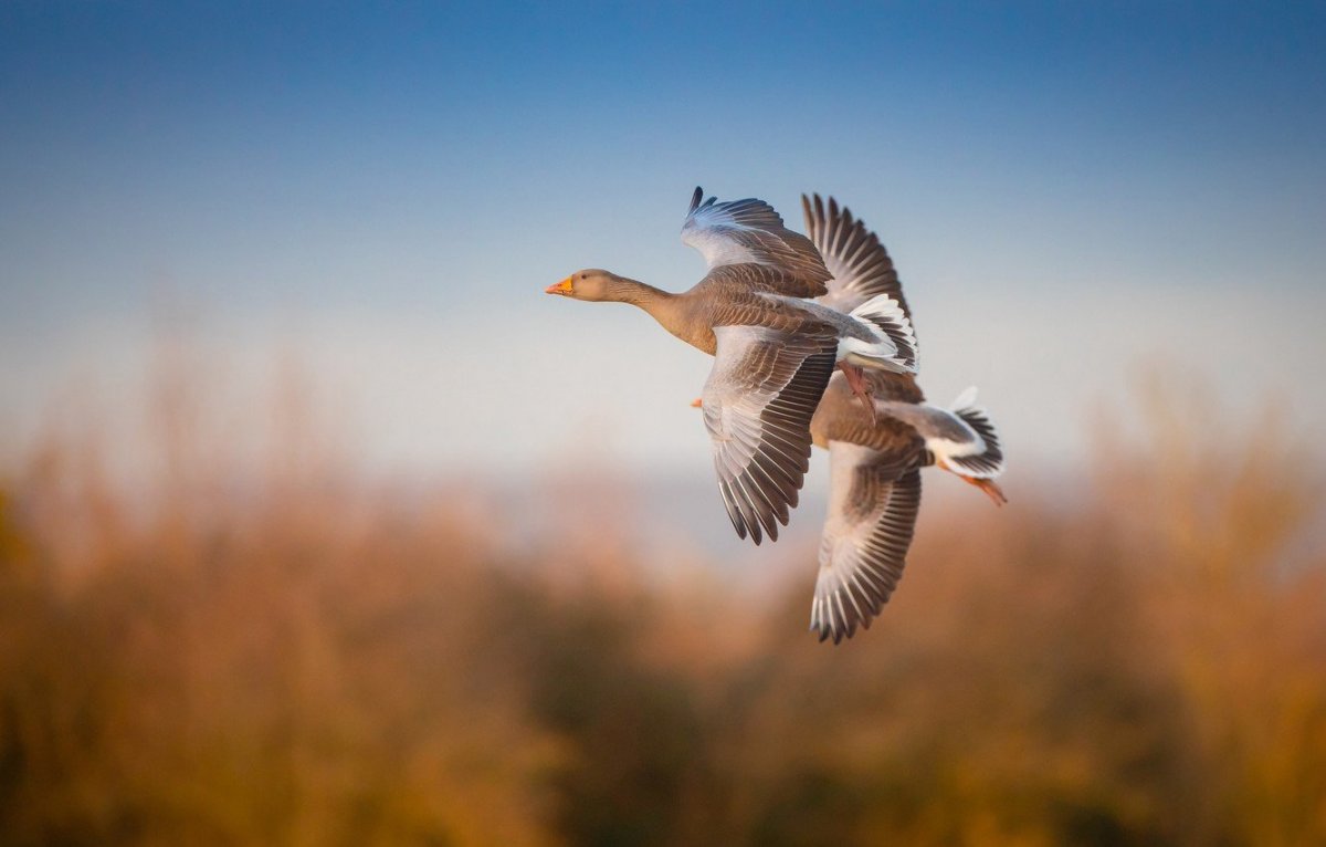 Дикие птицы в полете