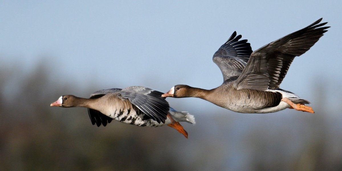 Птица Гусь в полете