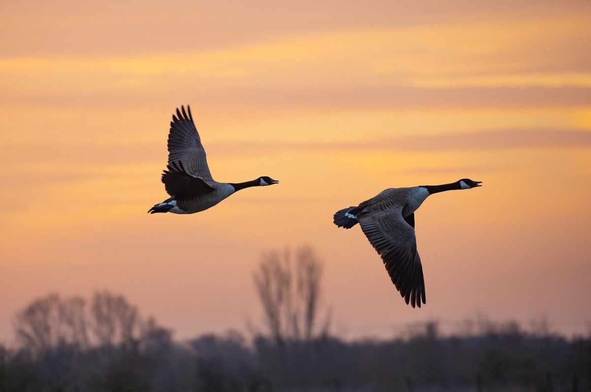 Птицы улетают на Юг