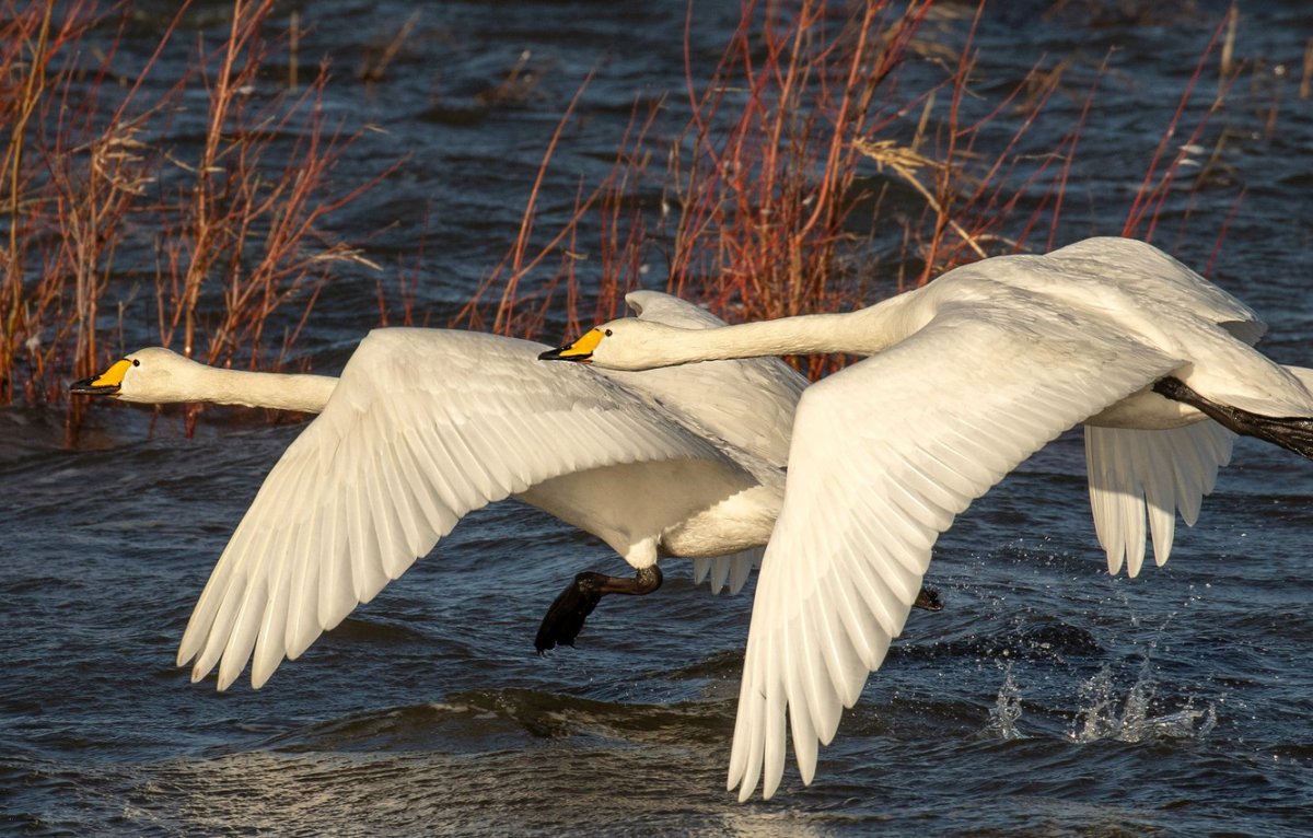Гуси летают вверх ногами