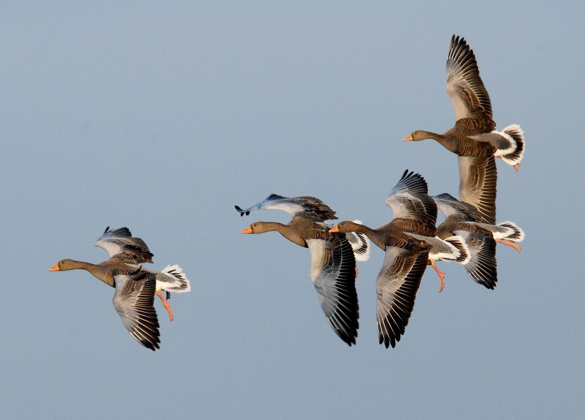 Ноябрь гуси улетают из окна фото красивые