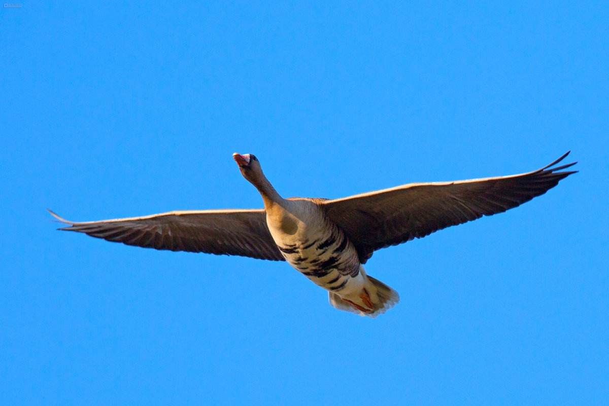 Утки над озером