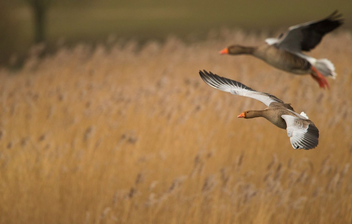 Серый Гусь в полете
