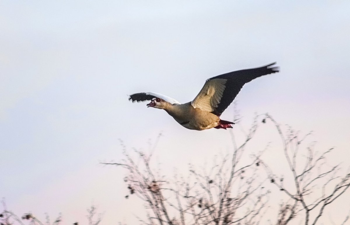 Дикая утка в полете