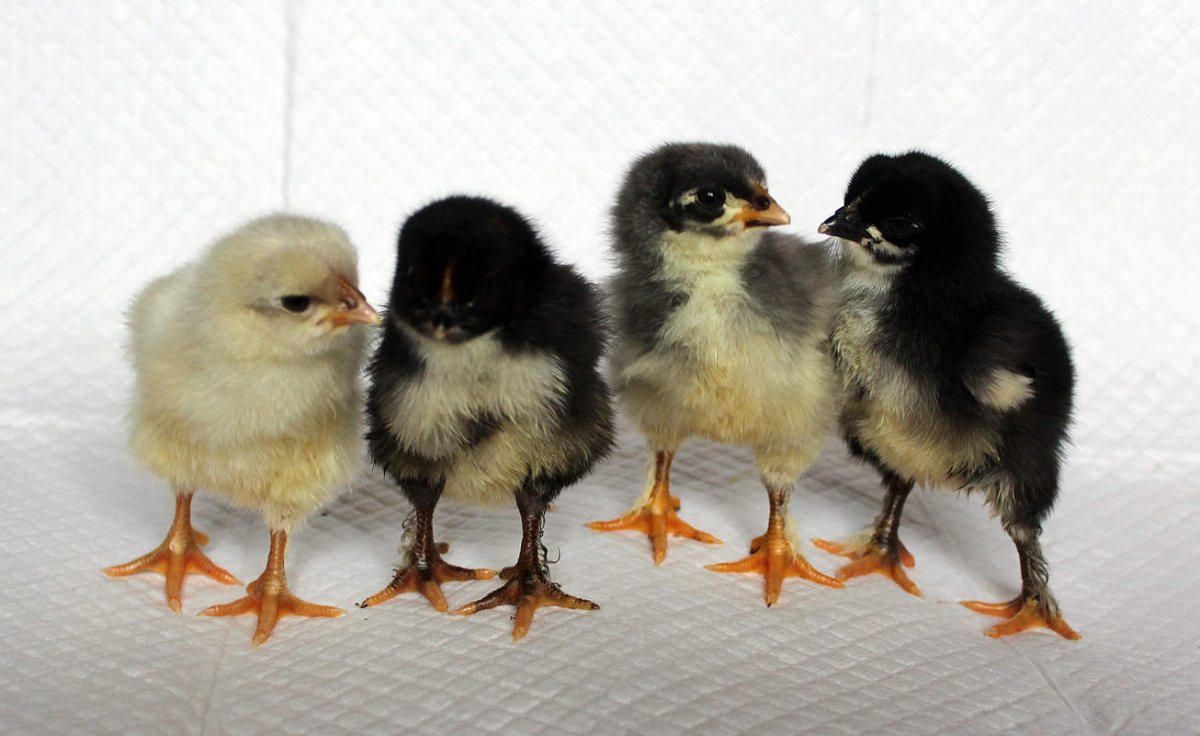 Цыплята Маран