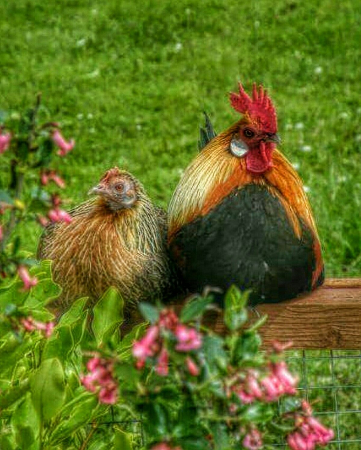 Цыплята Маран