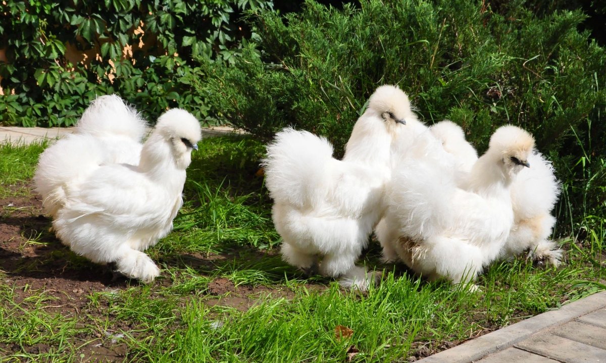 Маран черное серебро