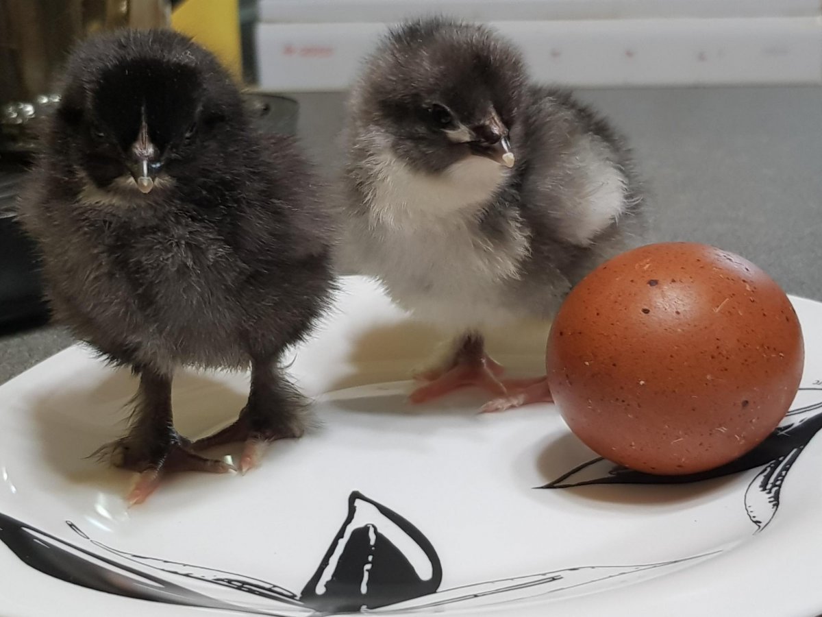 Любители декоративной птицы кур