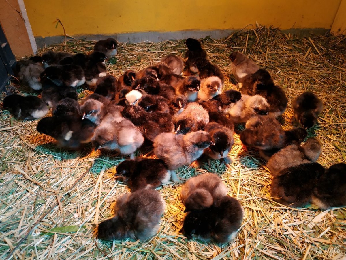 Генофонд порода кур