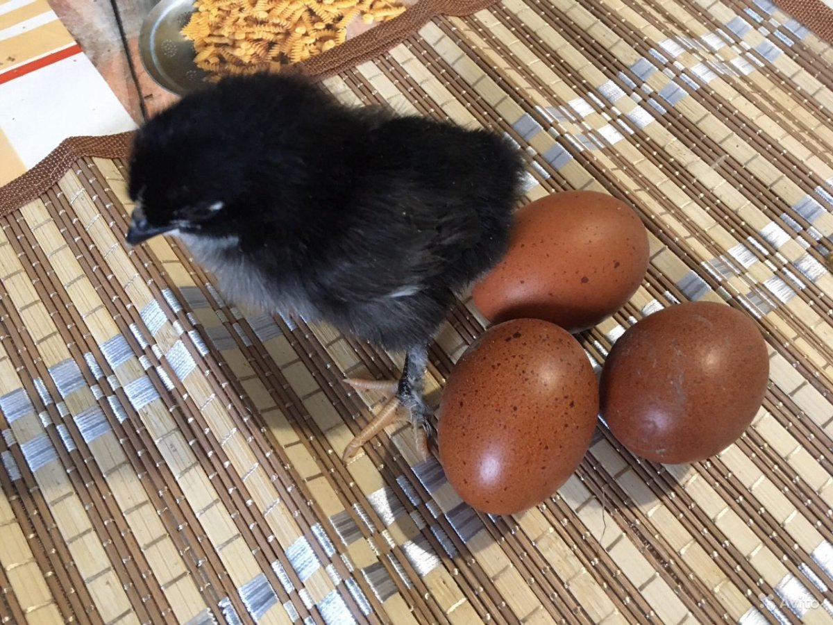 Птенцы Марана