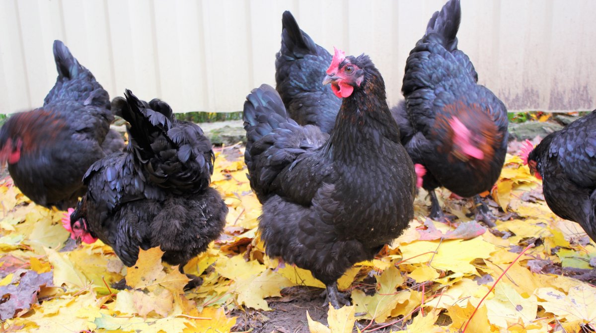 Австралорп петух