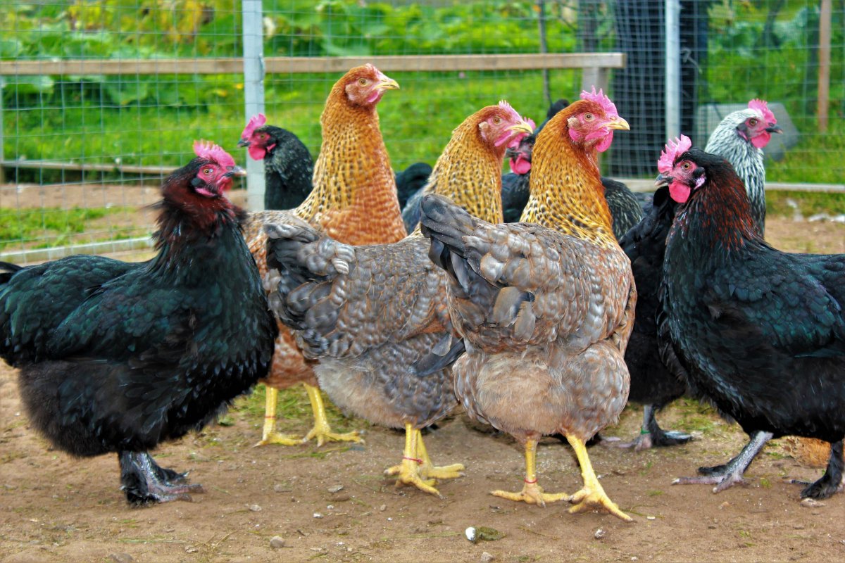 Цыплята Маран