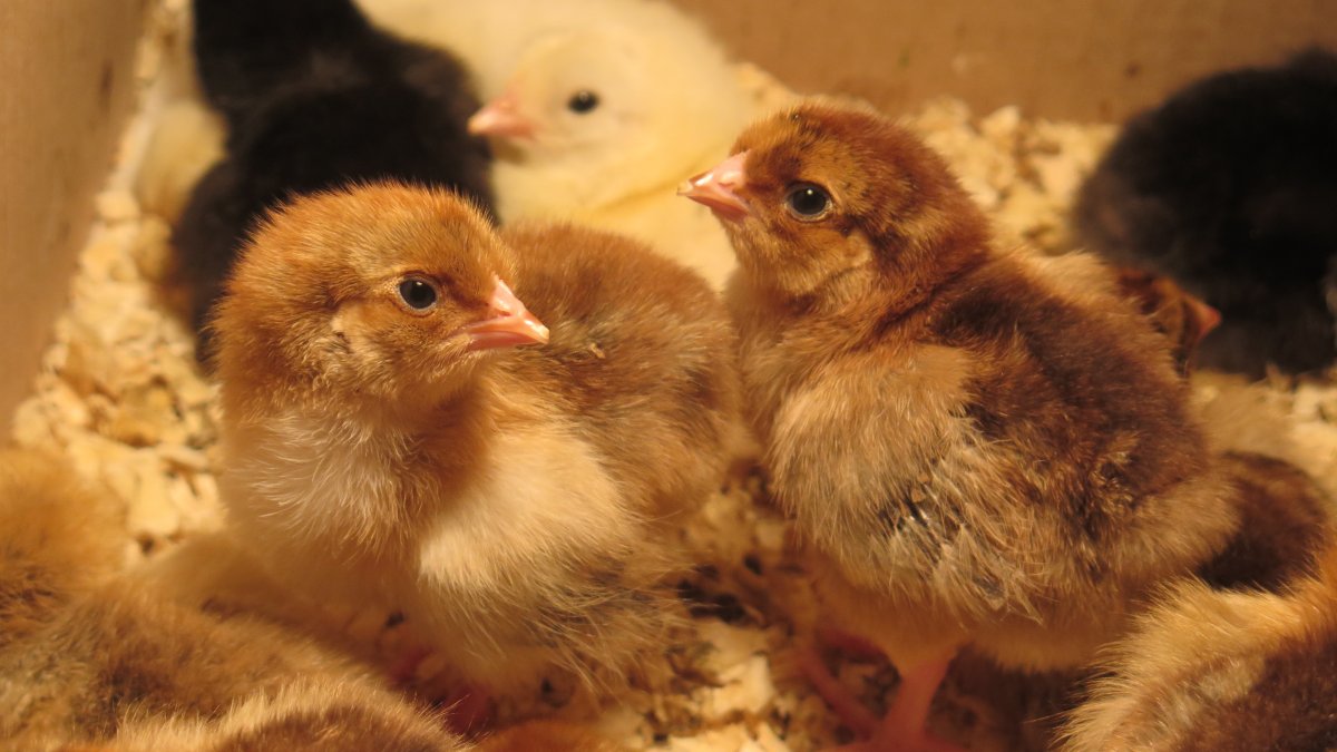 Цыплята черно медного Марана