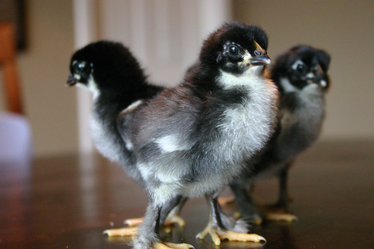 Мараны цыплята