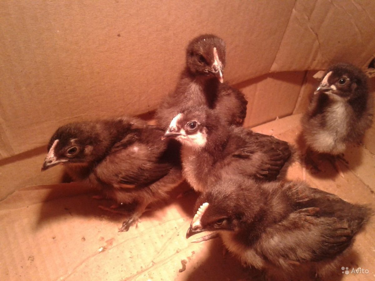 Орпингтон золотоокаймленный