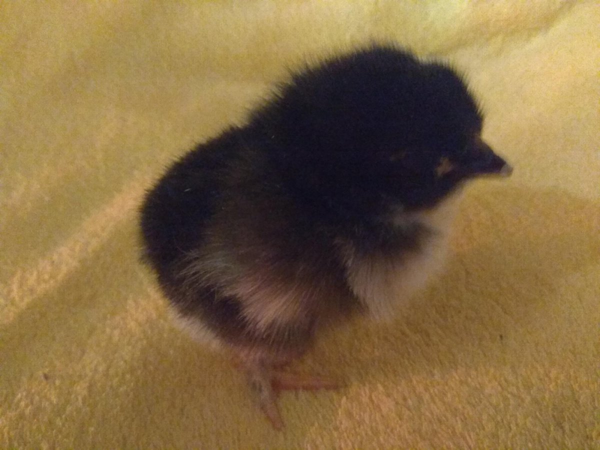 Фото этих цыплят Марана