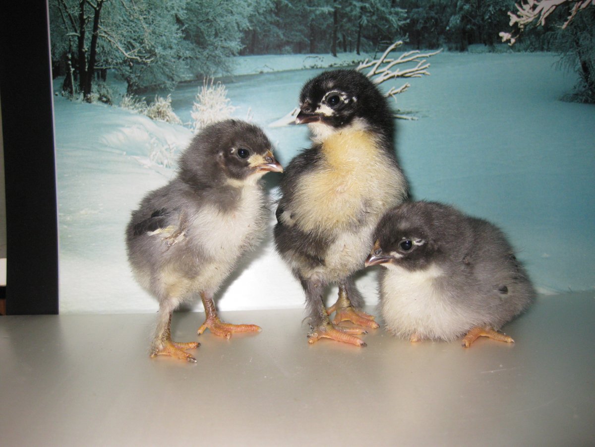 Сколько птенцы кур желтые
